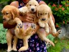 Golden Retriever Puppies