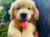 Golden Retriever Puppies