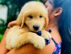 Golden Retriever Puppies