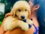 Golden Retriever Puppies
