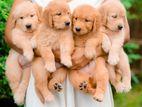 Golden Retriever Puppies