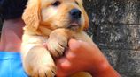 Golden Retriever Puppies