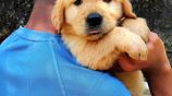 Golden Retriever Puppies