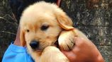 Golden Retriever Puppies