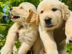 Golden Retriever Puppies