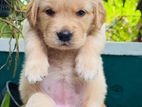 Golden Retriever Puppies