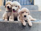 Golden Retriever Puppies