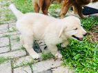 Golden Retriever Puppies