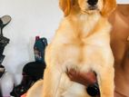 Golden Retriever Puppies