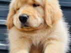 Golden Retriever Puppies