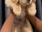 Golden Retriever Puppies