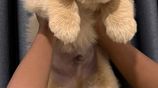 Golden Retriever Puppies