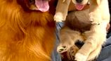 Golden Retriever Puppies