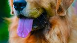 Golden Retriever Puppies