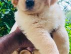 Golden Retriever puppies