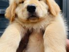 Golden Retriever Puppies