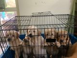 Golden Retriever Puppies