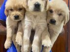 Golden Retriever Puppies