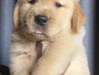 Golden Retriever Puppies
