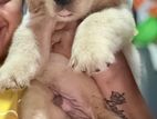 Golden Retriever Puppies