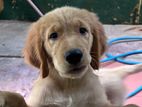 Golden Retriever puppies