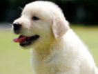 Golden Retriever Puppies