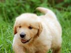 Golden Retriever Puppies