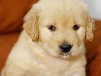 Golden Retriever Puppy