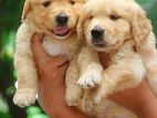 Golden Retriever Puppies