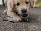 Golden Retriever Puppies