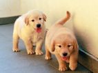 Golden Retriever Puppies