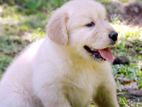 Golden Retriever Puppies