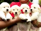 Golden Retriever Puppies