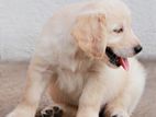 Golden Retriever Puppies