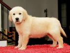 Golden Retriever Puppies