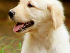 Golden Retriever Puppies