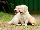 Golden Retriever Puppies