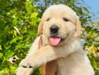 Golden Retriever Puppies