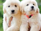 Golden Retriever Puppies