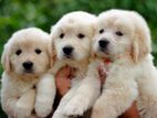 Golden Retriever Puppies