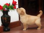 Golden Retriever Puppies