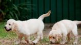 Golden Retriever Puppies