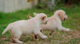 Golden Retriever Puppies