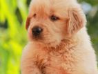 Golden Retriever Puppies
