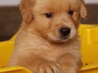 Golden Retriever Puppies
