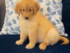 Golden Retriever Puppies