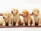 Golden Retriever Puppies