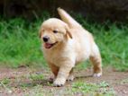 Golden Retriever Puppies