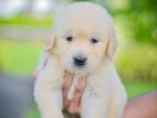 Golden Retriever Puppies