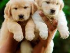 Golden Retriever Puppies